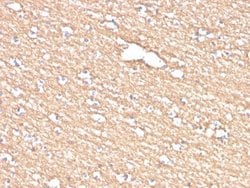 Myelin PLP Antibody (PLP1/4259) - Azide and BSA Free, Novus Biologicals 100 &mu;g | Buy Online | Novus Biologicals | Fisher Scientific
